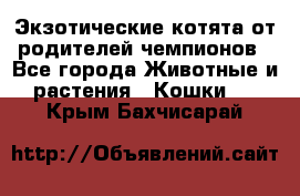  Экзотические котята от родителей чемпионов - Все города Животные и растения » Кошки   . Крым,Бахчисарай